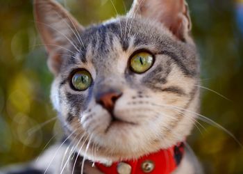 Close-up portrait of cat