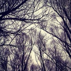 Low angle view of bare trees against sky