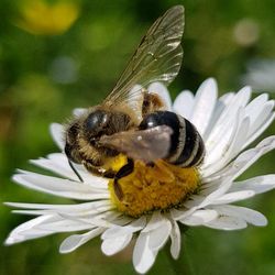 Close-up of bee pollinating on flower