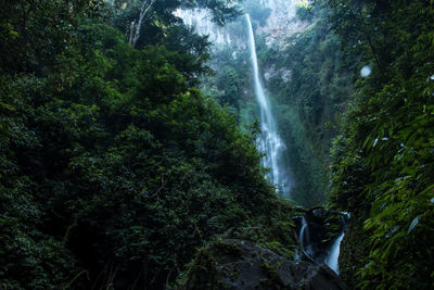 Scenic view of waterfall in forest