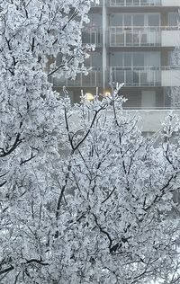 Snow covered tree against building