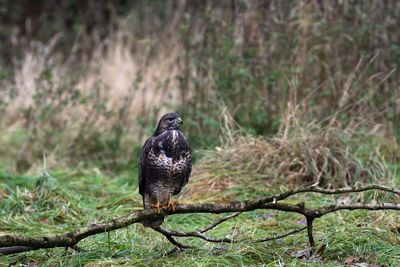 Scenic view of a buzzard perching on ground