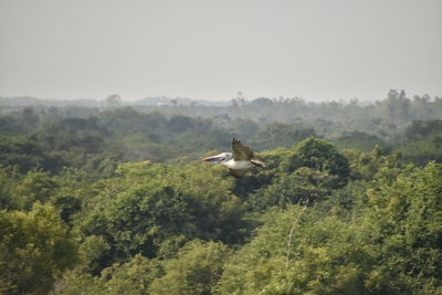 View of bird on a land