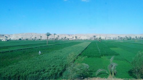 Scenic view of agricultural field against clear blue sky