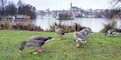 Ducks in a lake