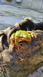 Close-up of turtle