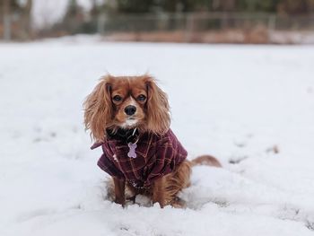 Portrait of dog on snow field