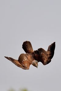 Low angle view of eagle flying against clear sky