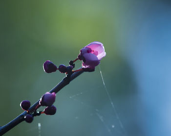 Close-up of pink flowering plant