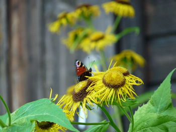 Close-up of bee pollinating on yellow flower