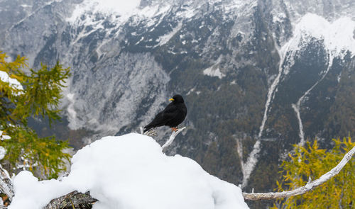 Black bird, an alpine chough perching on branch in mountains in winter