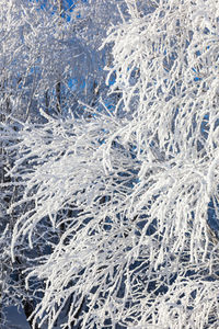 Full frame shot of snow covered plants