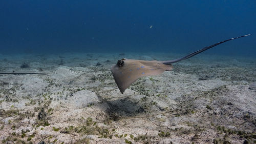 Fish swimming in sea