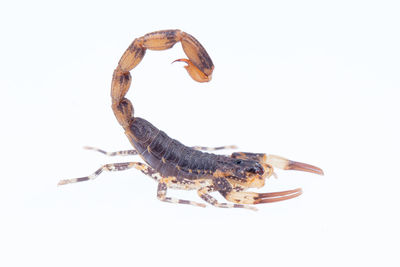 scorpion