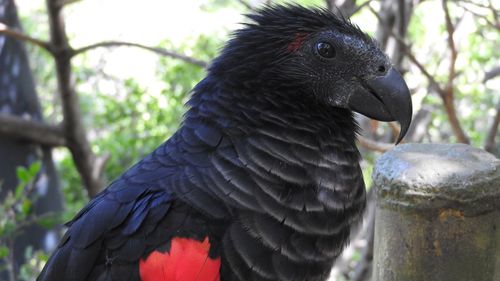 Close-up of parrot perching on a forest