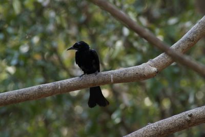 Low angle view of bird perching on branch