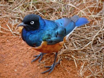 High angle view of peacock