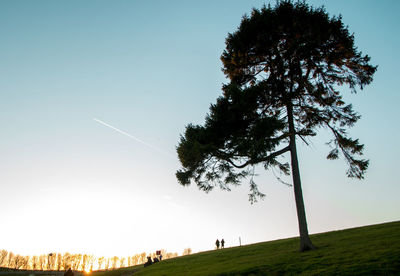 Tree on field against clear sky