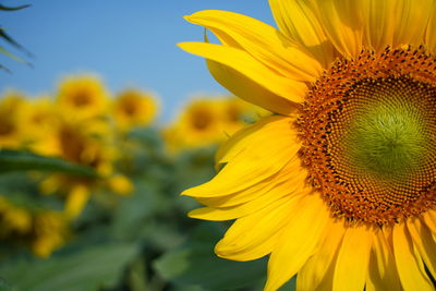 Close-up of yellow sunflower