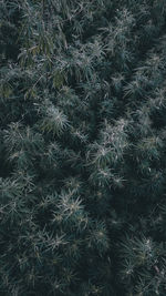 Full frame shot of trees on field