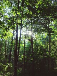 Low angle view of trees in forest