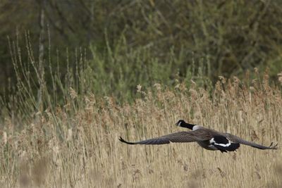 Canada goose  flying in a field
