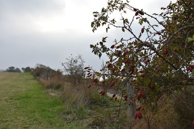 Scenic view of flowering trees on field against sky