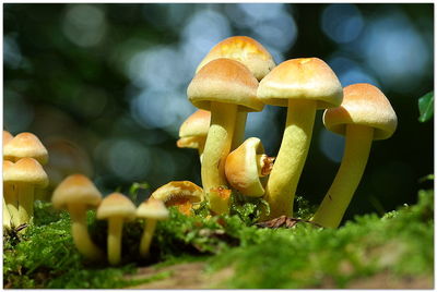 Mushrooms growing on field