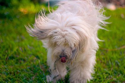 Dog looking away on field