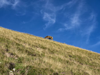 Cow grazing in the italian alps