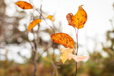 Close-up of wilted plant during autumn