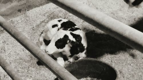 High angle view of dog relaxing on footpath