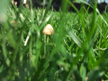 Close-up view of grass