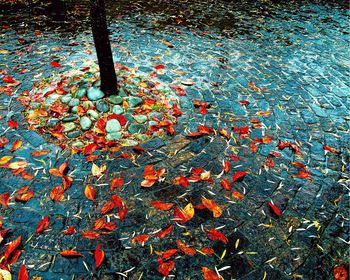 Fallen leaves on ground