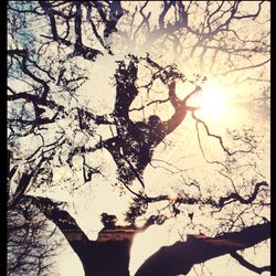 Sun shining through trees