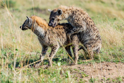 Two hyenas mating in the wild