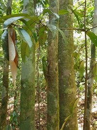 Close-up of bamboo trees in forest