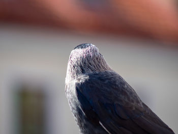 Close-up of pigeon perching