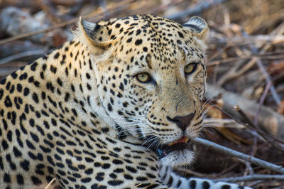 Close-up of a cat