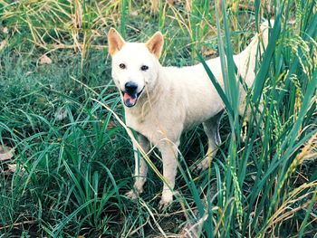 Portrait of dog on grass