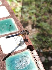 Close-up of insect perching on leaf