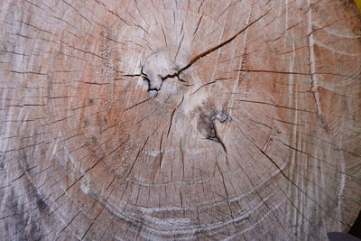 Wood felled tree background