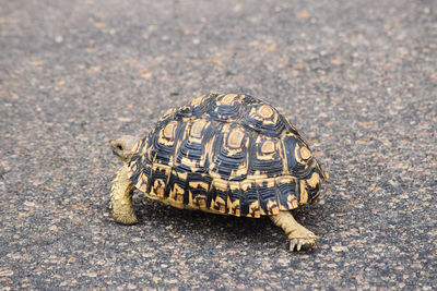 High angle view of shell on road