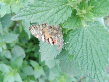 Close-up of butterfly on leaf