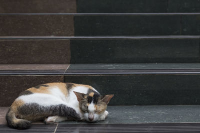 Cat sleeping on bed