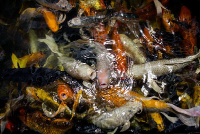 High angle view of koi carps swimming in pond