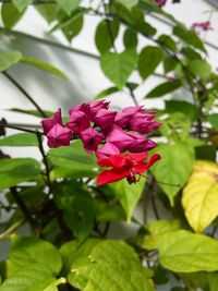 Close-up of pink flowers