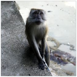 High angle view of monkey on retaining wall