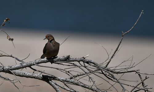 Mourning dove alone on a branch 