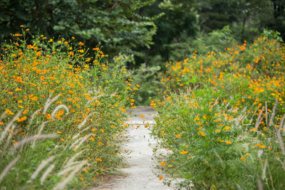 Scenic view of orange flowering plants